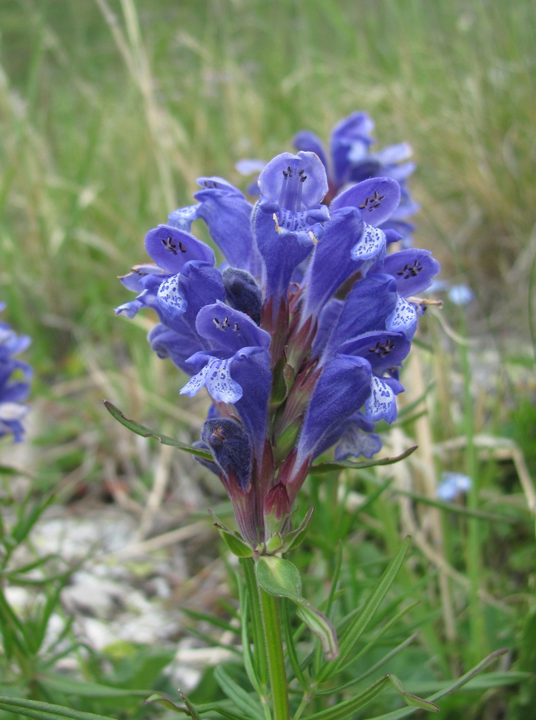 Image of Dracocephalum ruyschiana specimen.