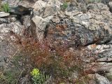 Limonium anfractum. Цветущие и плодоносящие растения. Хорватия, г. Дубровник, о-в Локрум, побережье Адриатического моря, зона забрызга, расщелина между камнями. 21 августа 2010 г.