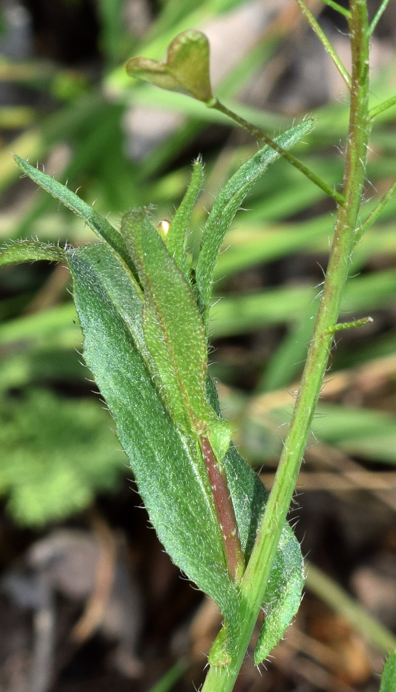 Изображение особи Capsella bursa-pastoris.