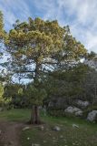 Juniperus excelsa