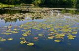 Nuphar lutea. Вегетирующие и цветущие растения. Московская обл., г. Железнодорожный, Саввинский пруд, в воде. 28.05.2020.