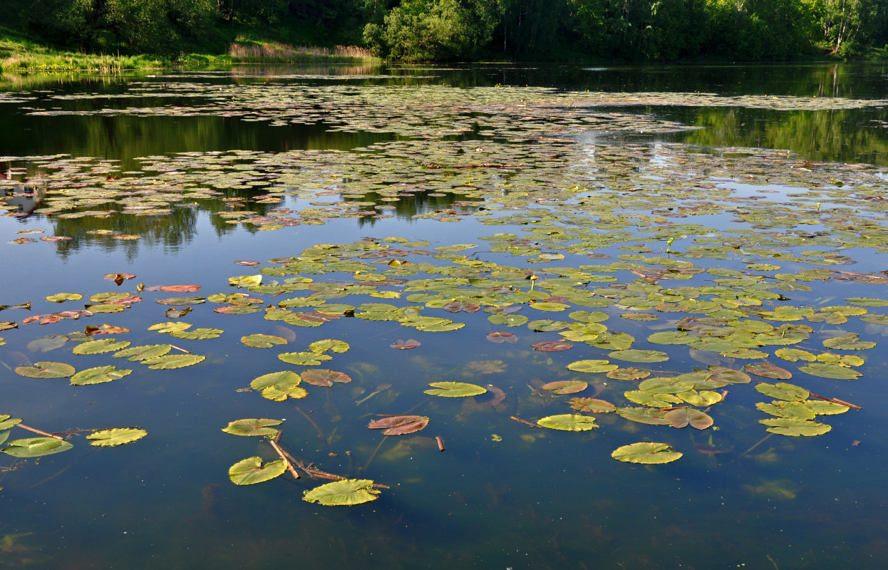 Image of Nuphar lutea specimen.