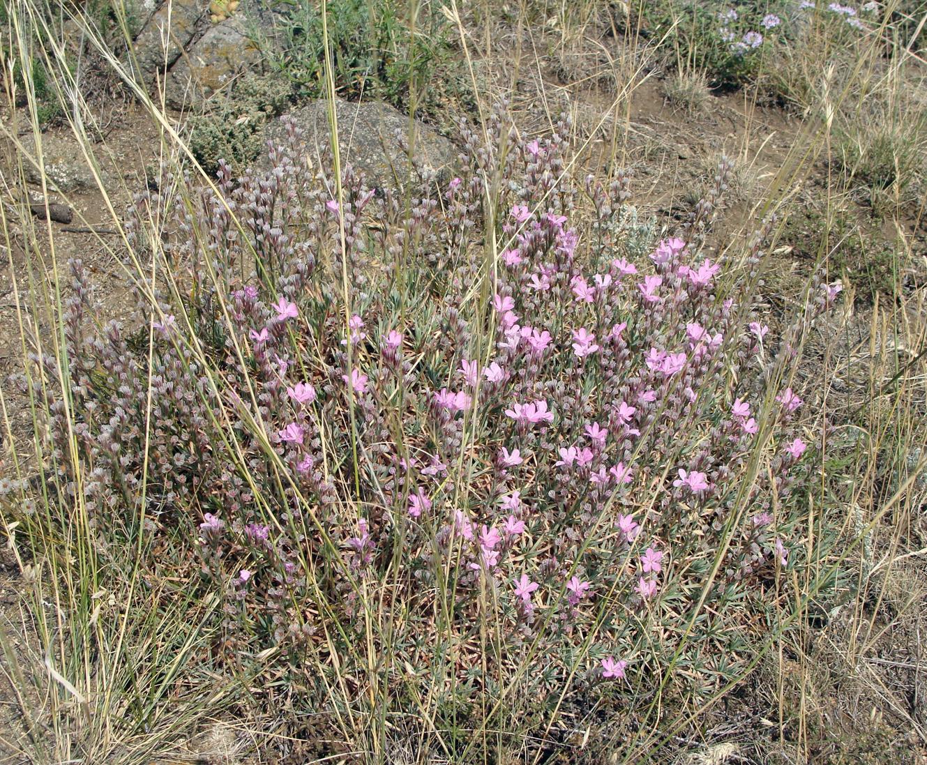 Image of genus Acantholimon specimen.