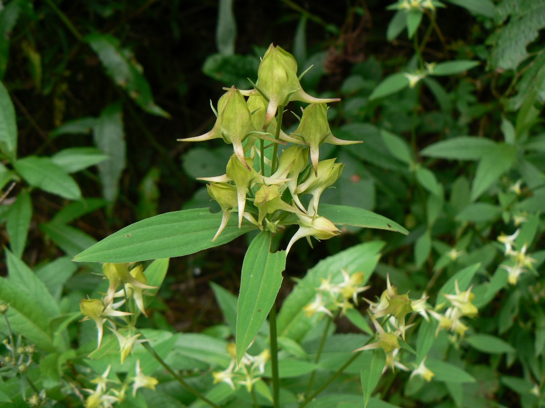 Изображение особи Halenia corniculata.