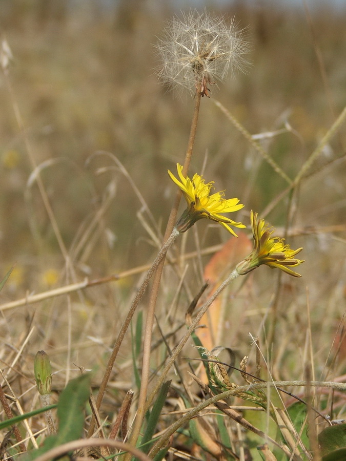 Изображение особи Taraxacum salsum.