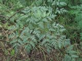 Conium maculatum. Лист, поражённый мучнисторосяным грибом Erysiphe heraclei. Краснодарский край, Абинский р-н, юж. окр. ст-цы Холмская, свалка. 18.05.2020.
