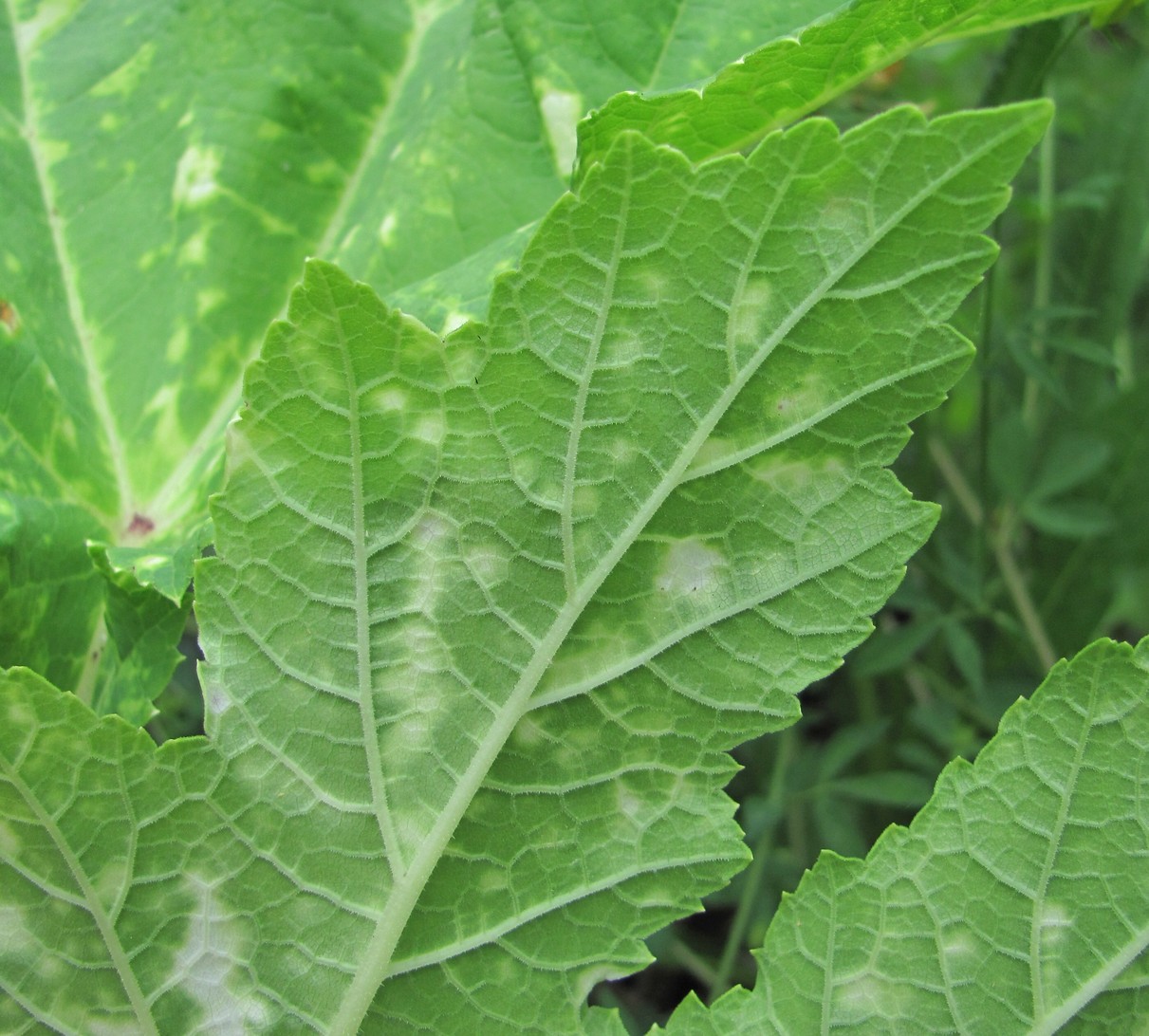 Image of Heracleum mantegazzianum specimen.