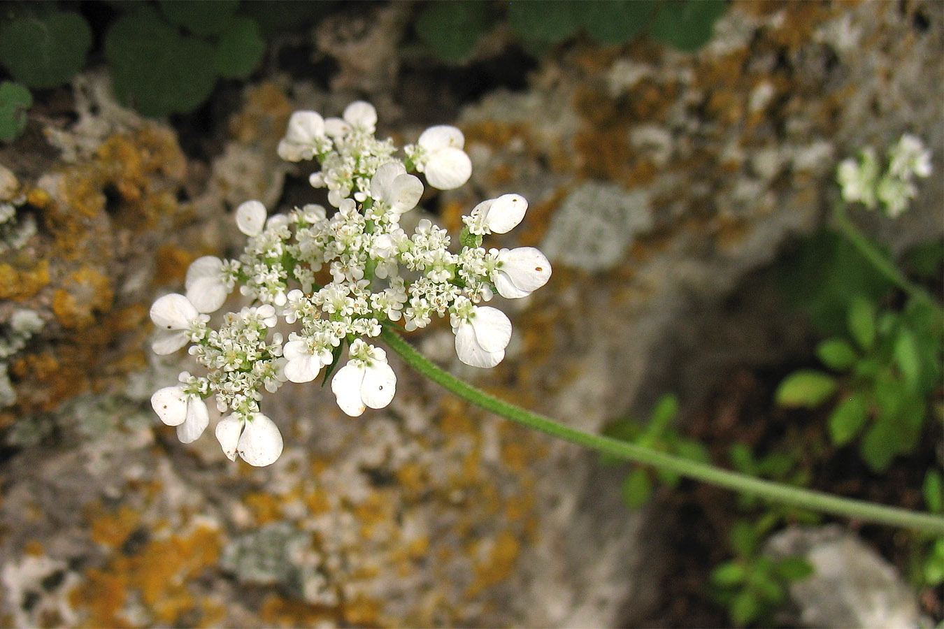 Image of Tordylium aegaeum specimen.