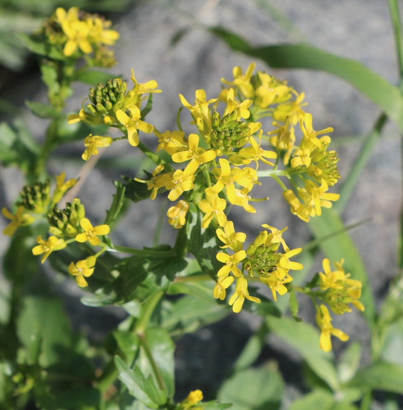 Image of Barbarea vulgaris specimen.