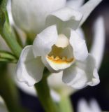 Cephalanthera damasonium