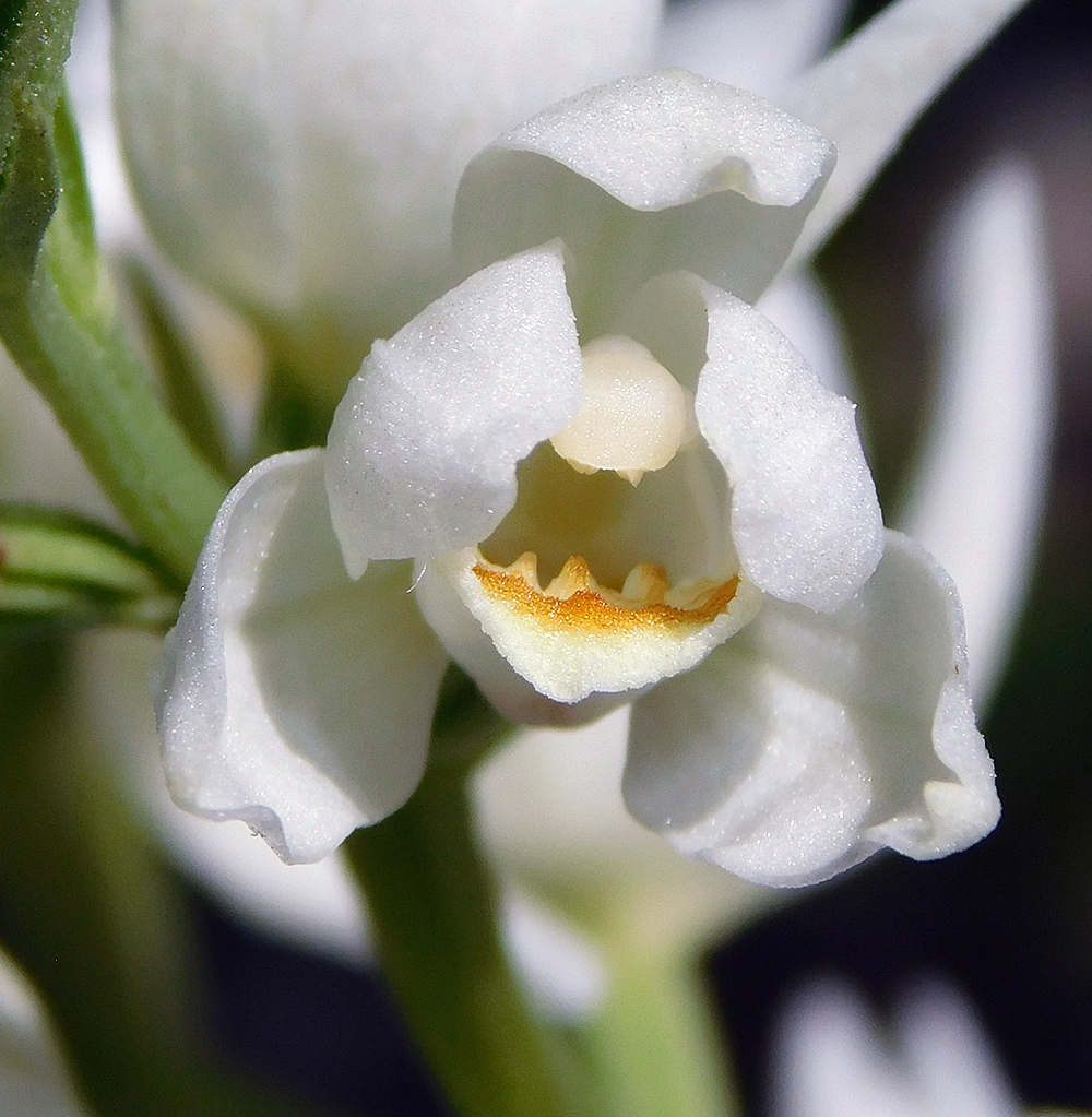 Image of Cephalanthera damasonium specimen.