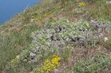 Onosma polyphylla. Зацветающее растение. Крым, городской округ Феодосия, окр. пос. Орджоникидзе, северный склон горы Батон, остепнённый луг. 02.05.2021.