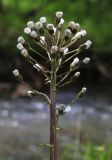 Petasites tatewakianus