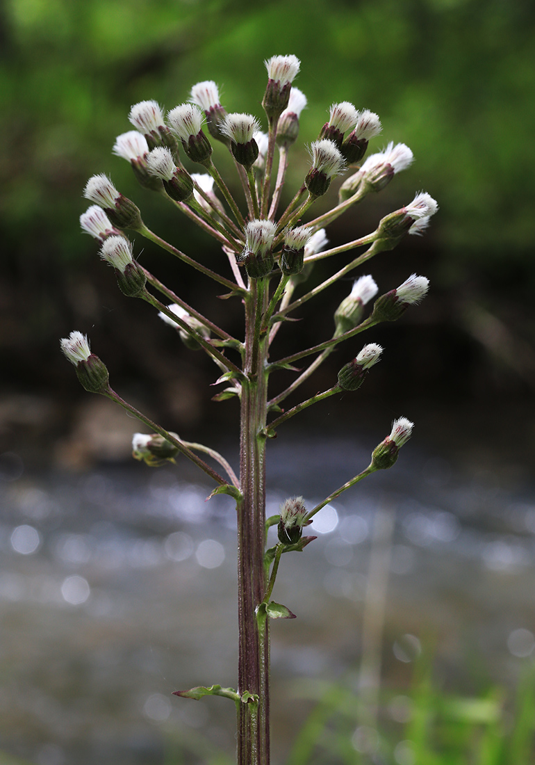 Image of Petasites tatewakianus specimen.