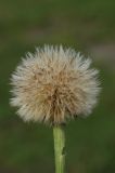 Trommsdorffia maculata
