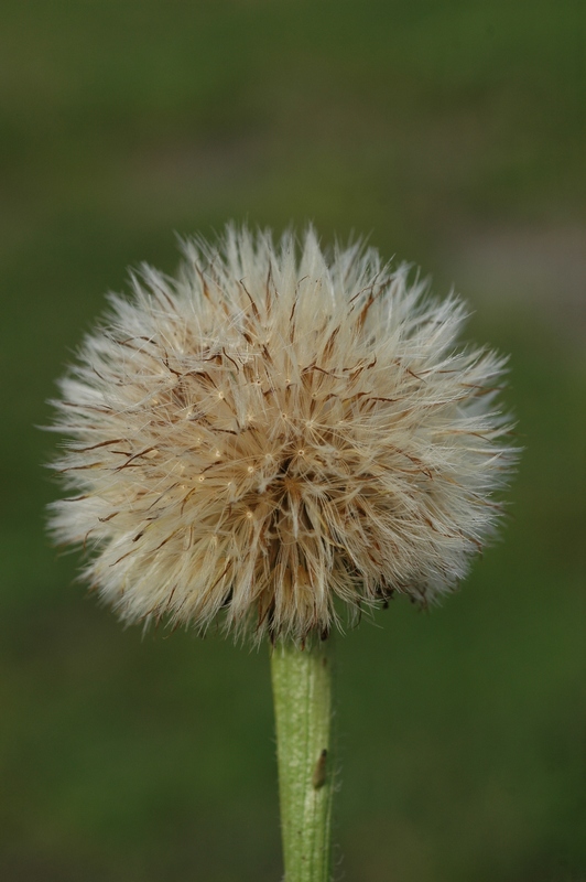 Image of Trommsdorffia maculata specimen.