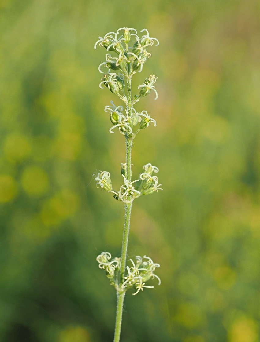 Изображение особи Silene borysthenica.