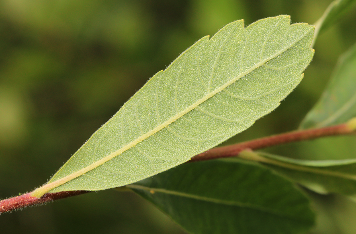 Image of Myrica tomentosa specimen.