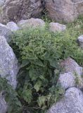 Scrophularia alpestris