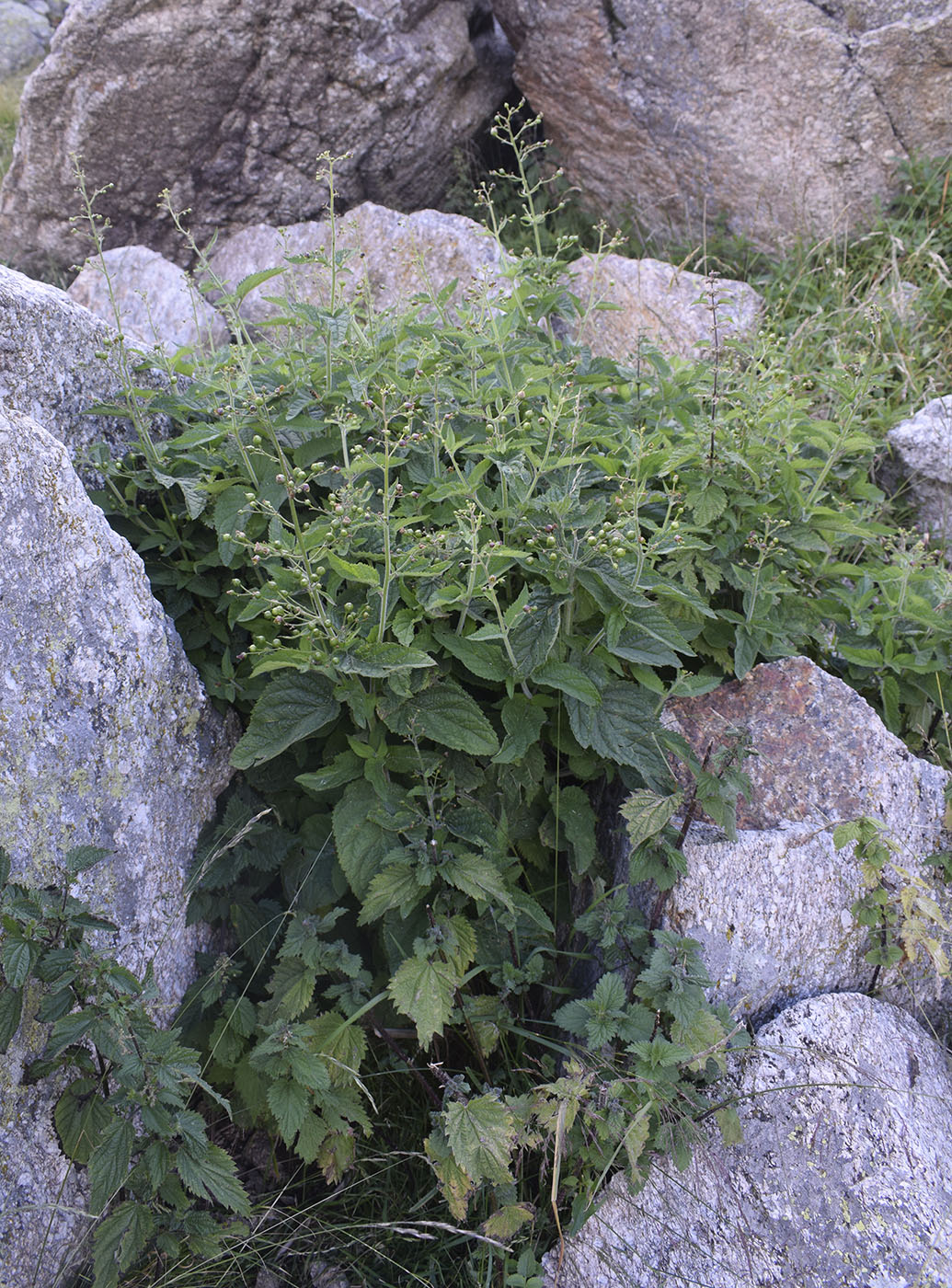 Изображение особи Scrophularia alpestris.