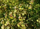 Thalictrum minus