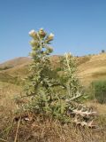 Cirsium turkestanicum. Цветущее растение. Казахстан, Жамбылская обл., Жуалынский р-н, хр. Боралдайтау, долина р. Боралдай, ур. Уркумбайсай, сенокосный луг. 15 августа 2021 г.