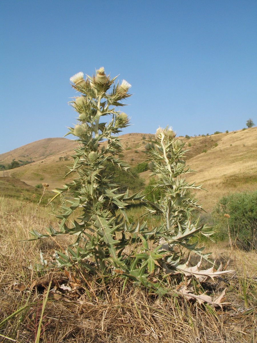 Изображение особи Cirsium turkestanicum.