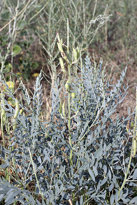 Image of Goebelia pachycarpa specimen.