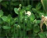 Allium fistulosum