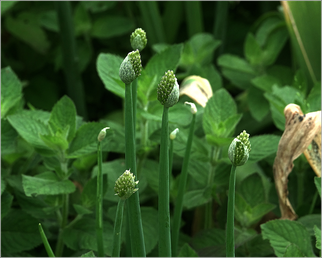 Изображение особи Allium fistulosum.