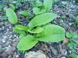 Symphytum grandiflorum