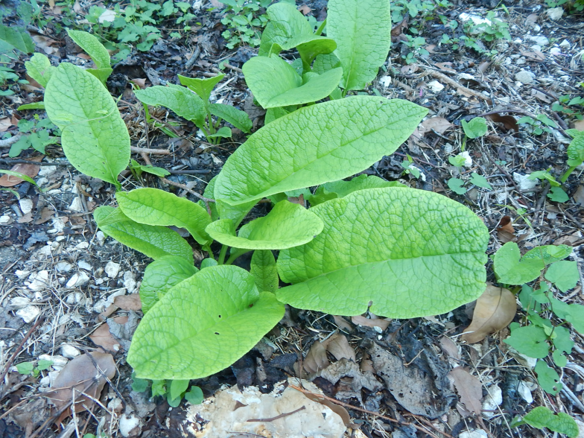 Image of Symphytum grandiflorum specimen.