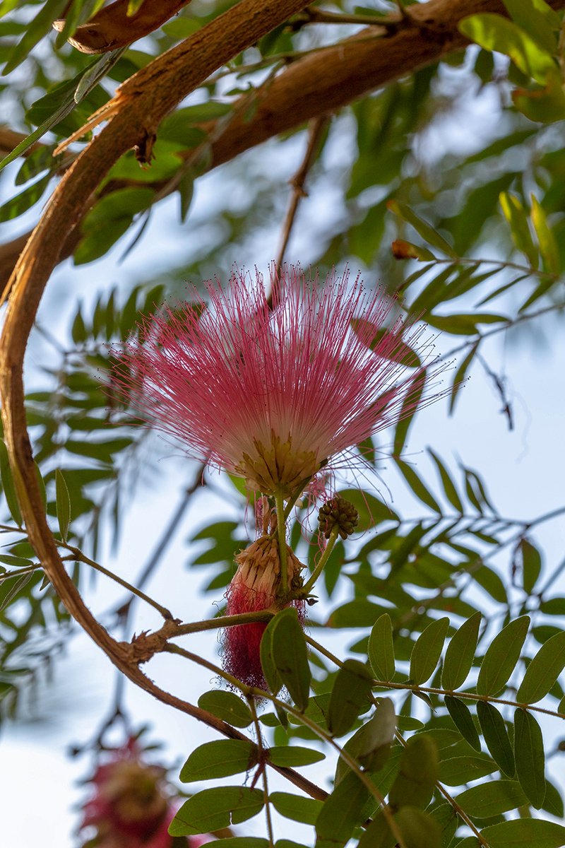 Image of Calliandra haematocephala specimen.