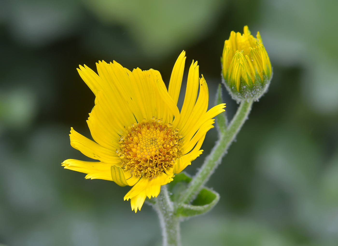 Image of Doronicum macrophyllum specimen.