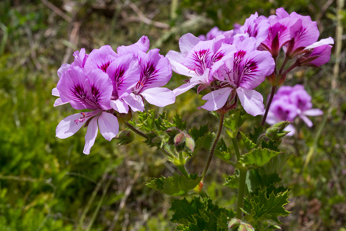 Изображение особи Pelargonium cucullatum.