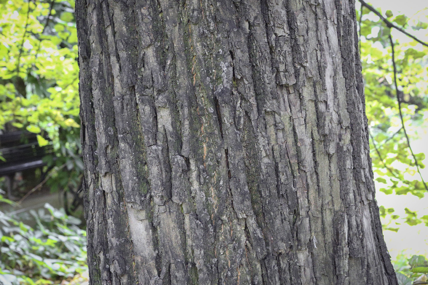 Image of Tilia europaea specimen.