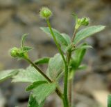 Ranunculus