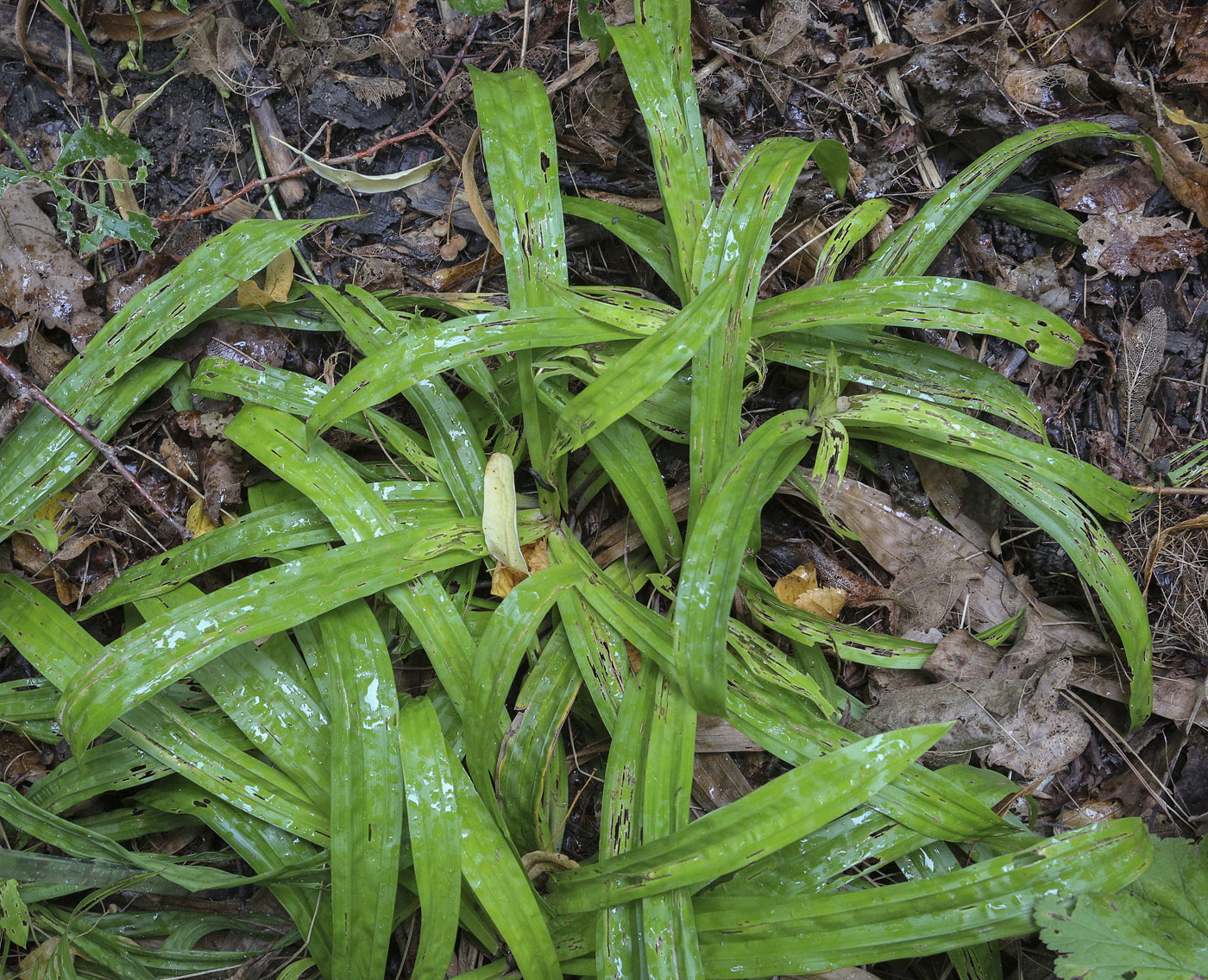 Image of Carex plantaginea specimen.