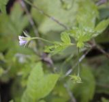 Geranium sibiricum
