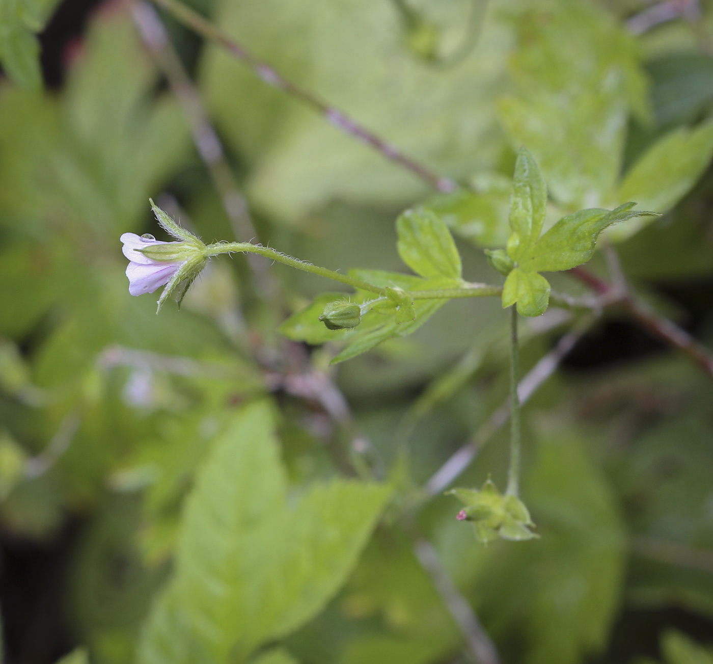 Image of Geranium sibiricum specimen.