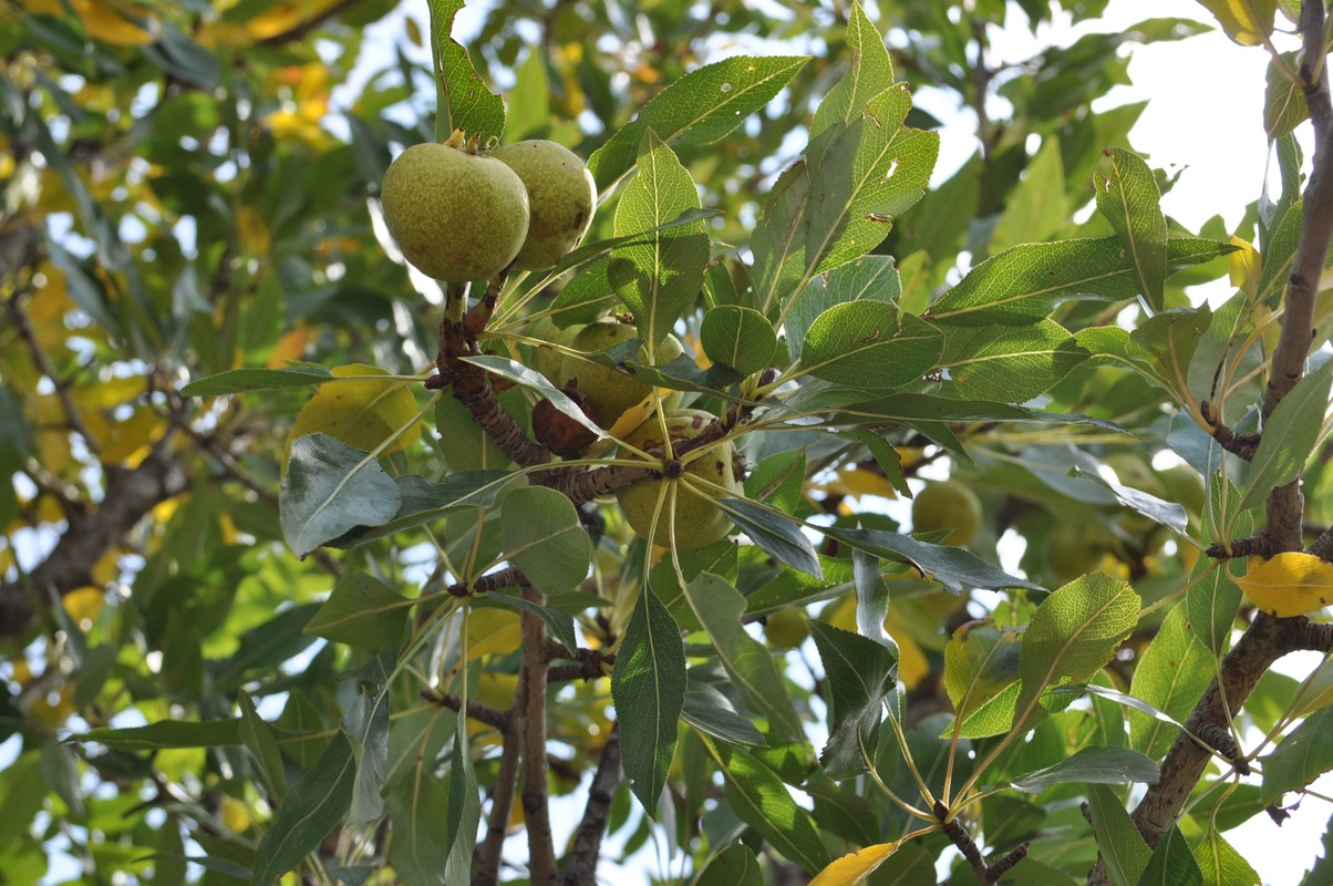 Image of Pyrus voronovii specimen.