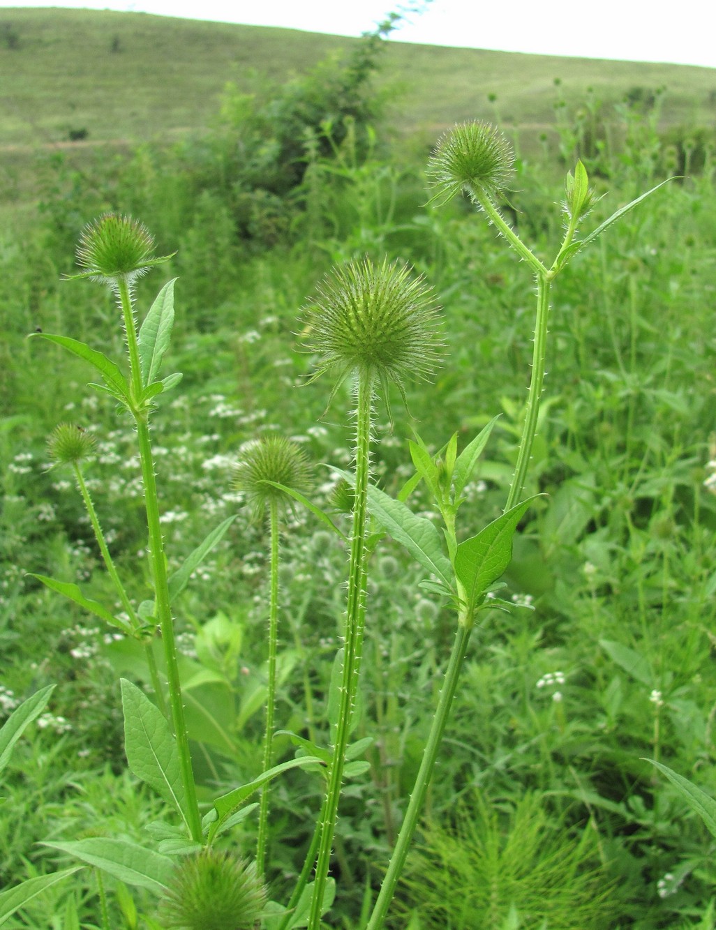 Image of Dipsacus strigosus specimen.