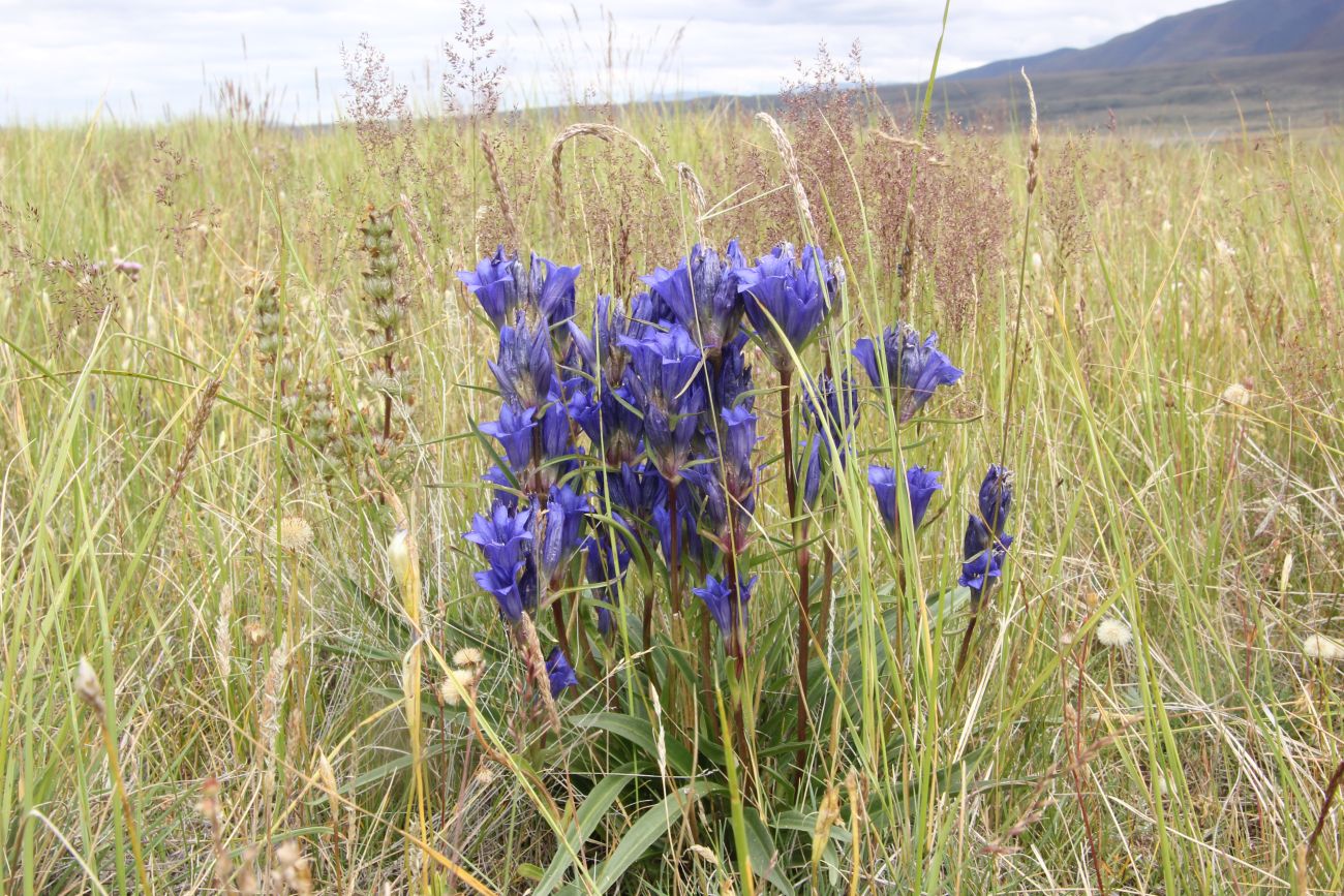 Image of Gentiana decumbens specimen.