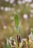 genus Salix. Верхушка побега. Республика Алтай, Кош-Агачский р-н, заболоченный берег правого притока р. Джумалы. 5 августа 2020 г.