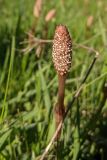Equisetum arvense. Стробил. Республика Молдова, Единецкий р-н, заповедник \"La Castel\", у реки. 10 мая 2021 г.