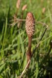 Equisetum arvense