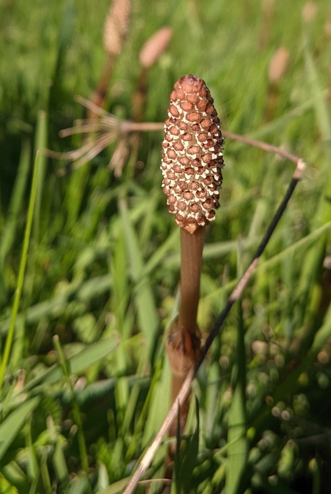 Изображение особи Equisetum arvense.