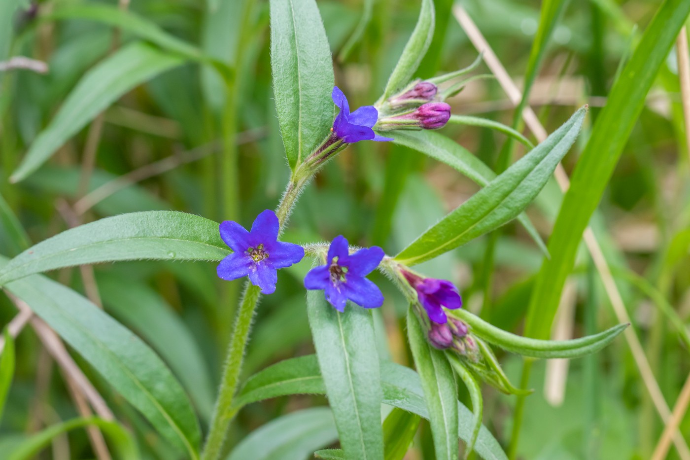 Изображение особи Aegonychon purpureocaeruleum.