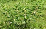 Astragalus sieversianus