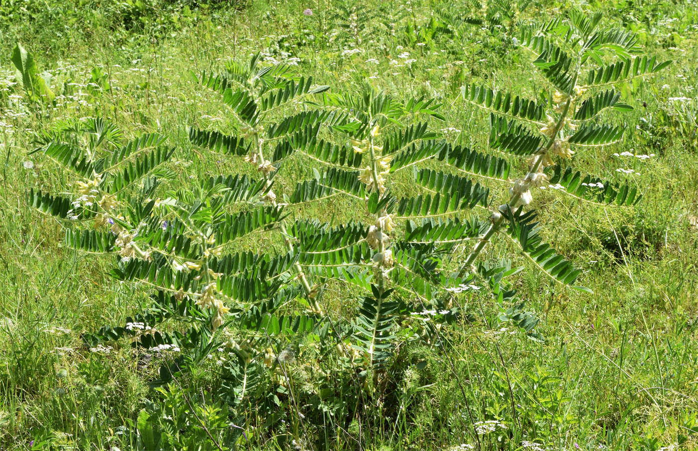 Image of Astragalus sieversianus specimen.